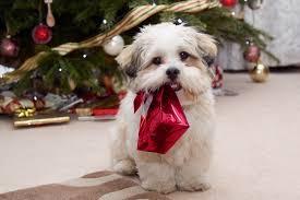 Spoil your pets this Christmas